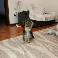 Cucciolo di Morkie (Morkye)