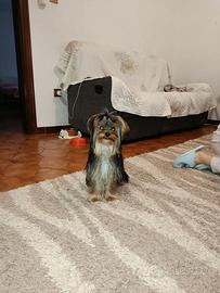 Cucciolo di Morkie (Morkye)