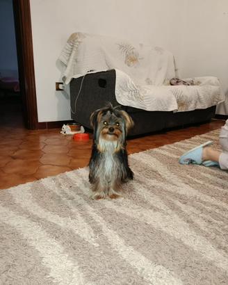 Cucciolo di Morkie (Morkye)