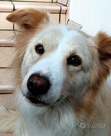 Kelly incrocio maremmano in adozione