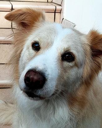 Kelly incrocio maremmano in adozione