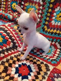 cucciola chihuahua 