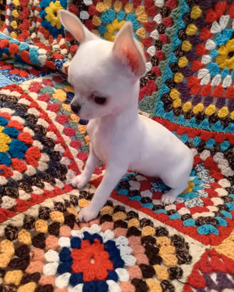 cucciola chihuahua 