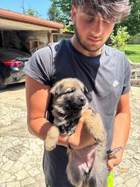 Cucciolo pastore tedesco