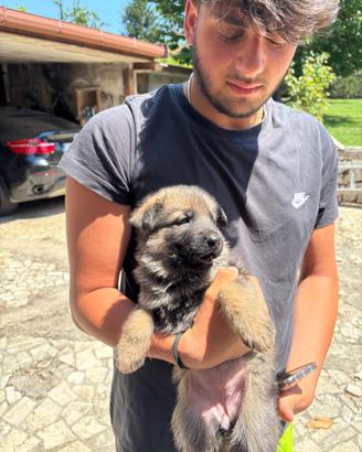 Cucciolo pastore tedesco