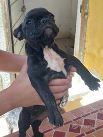Ultima cucciola di bulldog francese