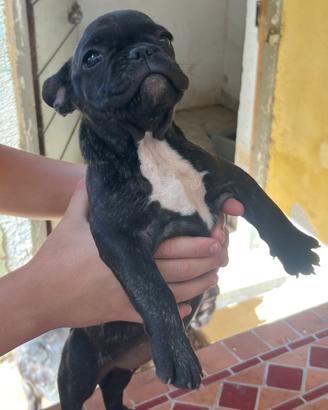 Ultima cucciola di bulldog francese