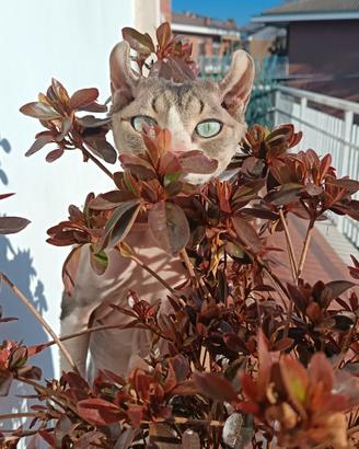 Gatto sphynx monta