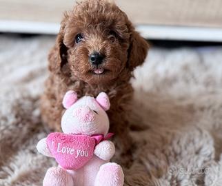 Teddy boy Maschietto barboncino