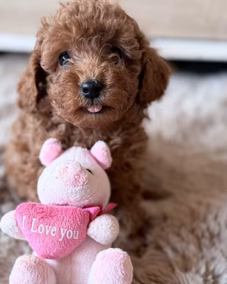 Teddy boy Maschietto barboncino
