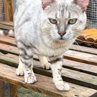 Bengala adulto Silver Spotted