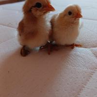 Pulcini araucana