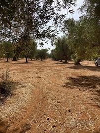 Terreno con uliveto