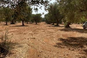 Terreno con uliveto
