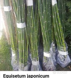 Equisetum japonicum (NO bamboo)