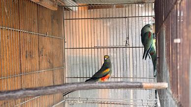 Parrocchetti multicolor