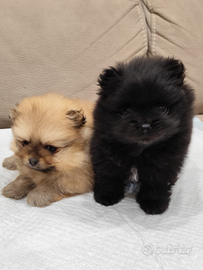 Spitz di pomeriana micro