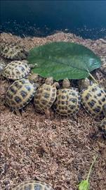 Tartaruga di Horsfield