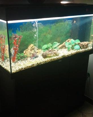 Acquario + mobile
