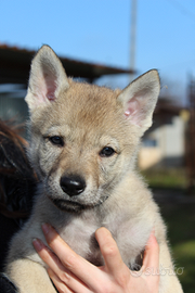 Cucciola Cane Lupo Cecoslovacco