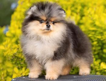 Spitz di Pomerania femmina