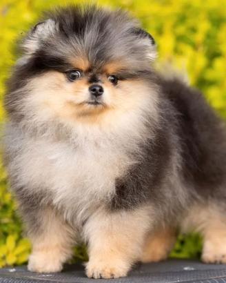 Spitz di Pomerania femmina