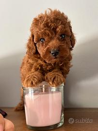 Cucciolo di barboncino red