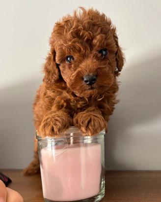 Cucciolo di barboncino red