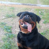 Rottweiler disponibile per monta