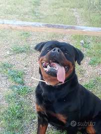 Rottweiler disponibile per monta