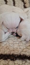 Chihuahua mix maltese