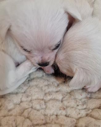 Chihuahua mix maltese