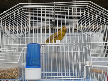 Canarini di razza Timbrado Spagnolo