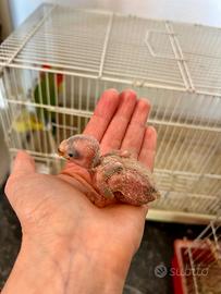 Pullo di pappagallo inseparabile