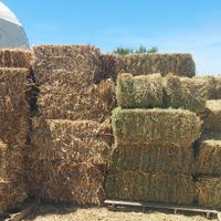 foraggio ed erba medica 