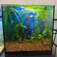 acquario cubo 