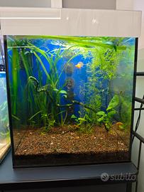 acquario cubo 