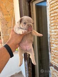 Bulldog francese femmina