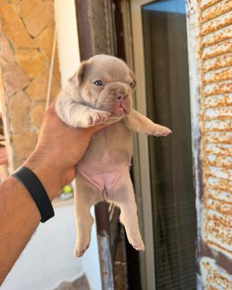 Bulldog francese femmina