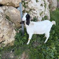 Capra