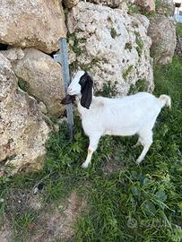 Capra