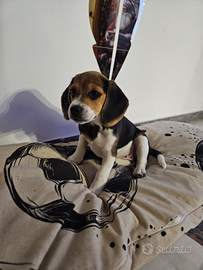 Beagle tricolore