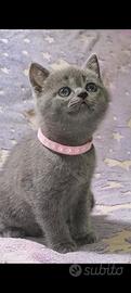 Gattini British Shorthair