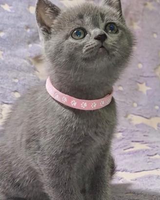 Gattini British Shorthair