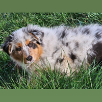 Australian shepherd cucciola pedigree