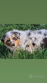 Australian shepherd cucciola pedigree