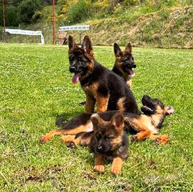 Cuccioli di Pastore Tedesco