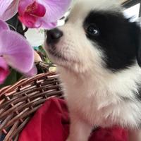 Cuccioli di Border Collie