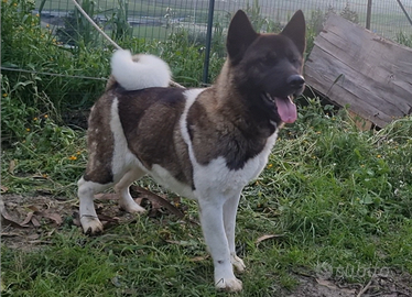 Femmina di Akita americano