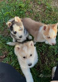 Cuccioli Siberian Husky